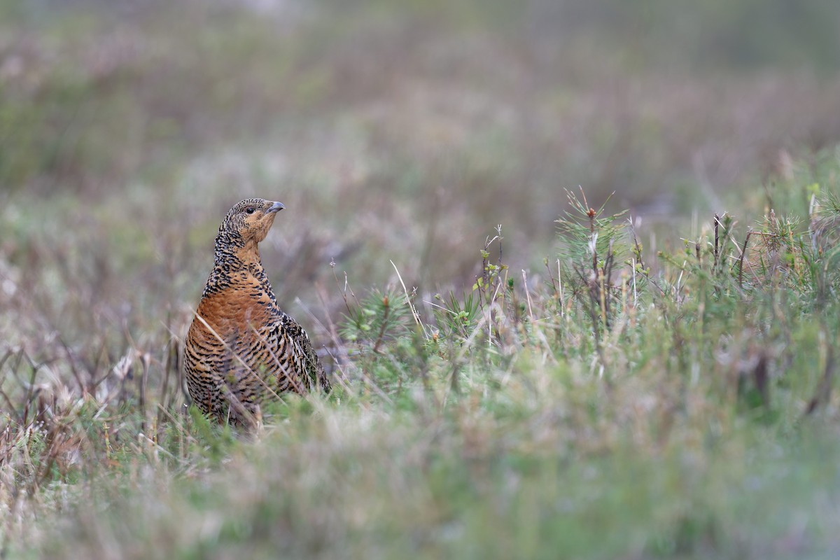 Western Capercaillie - ML646473304