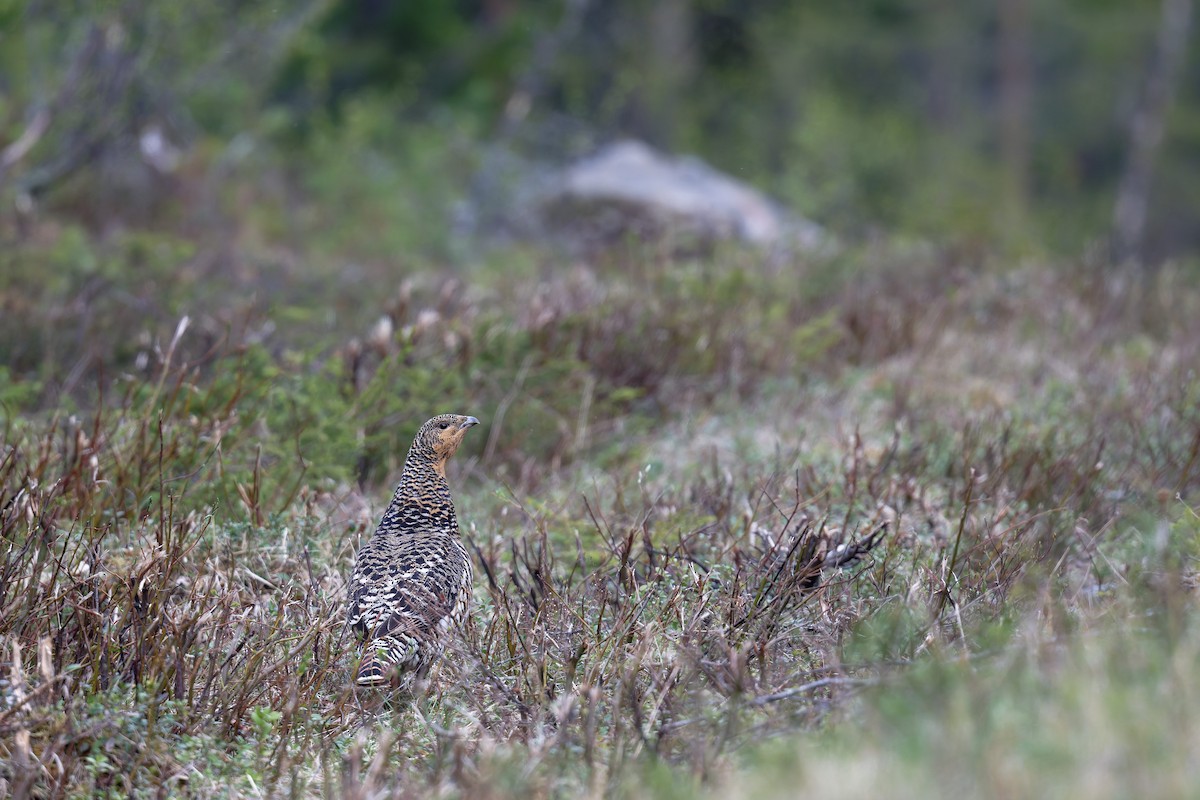 Western Capercaillie - ML646473305