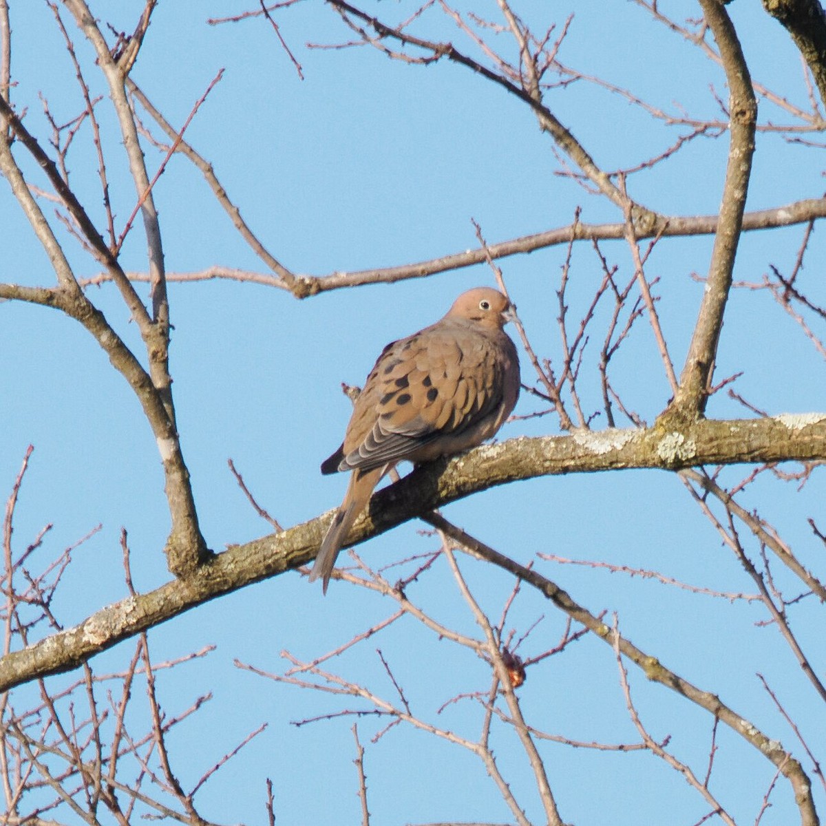 Mourning Dove - ML646473306