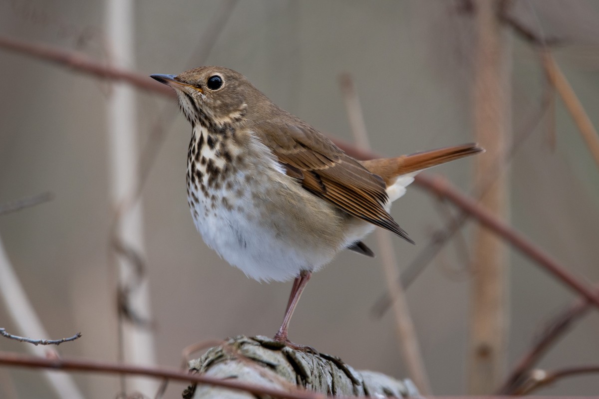 drozd rezavoocasý - ML646473307