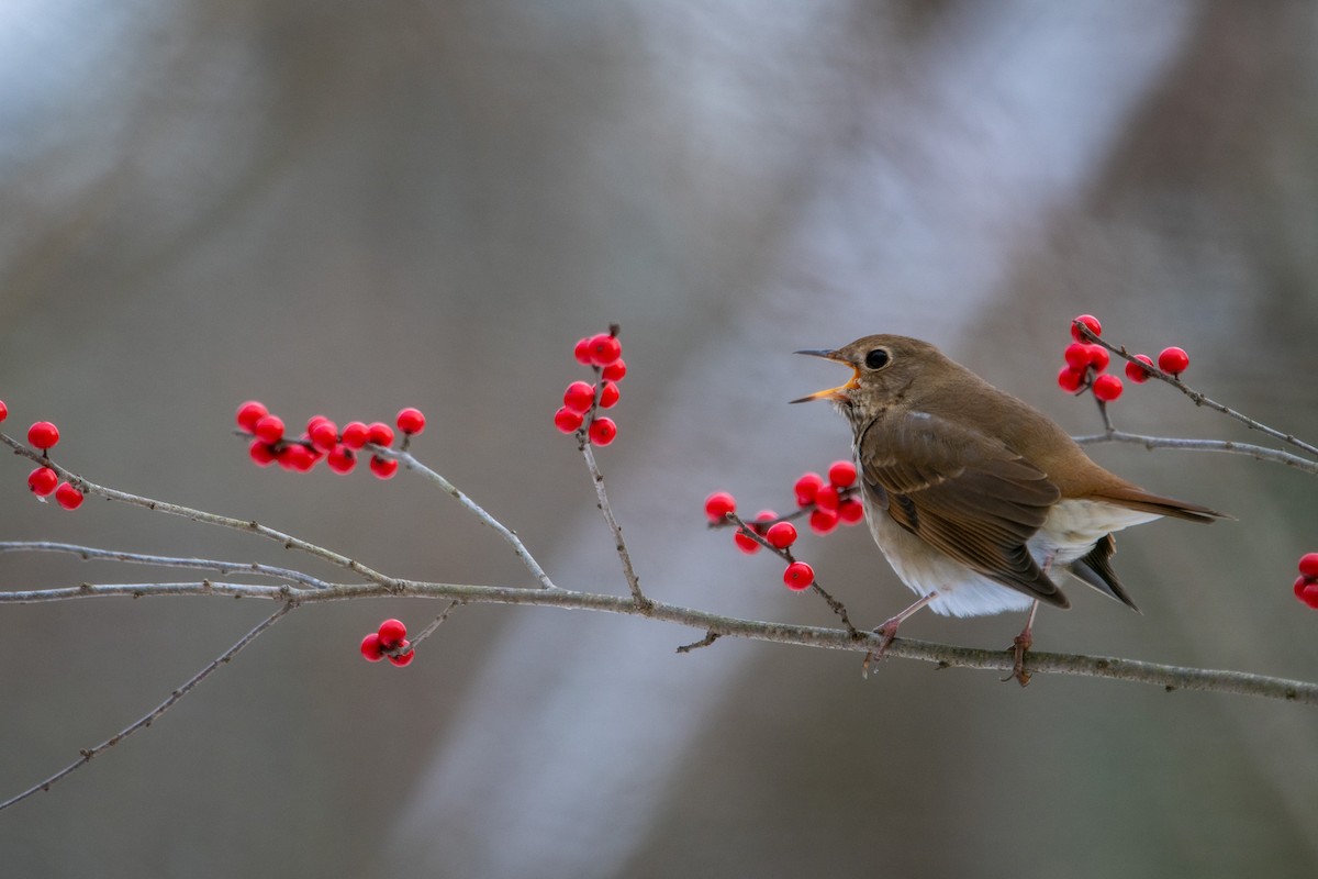 drozd rezavoocasý - ML646473309