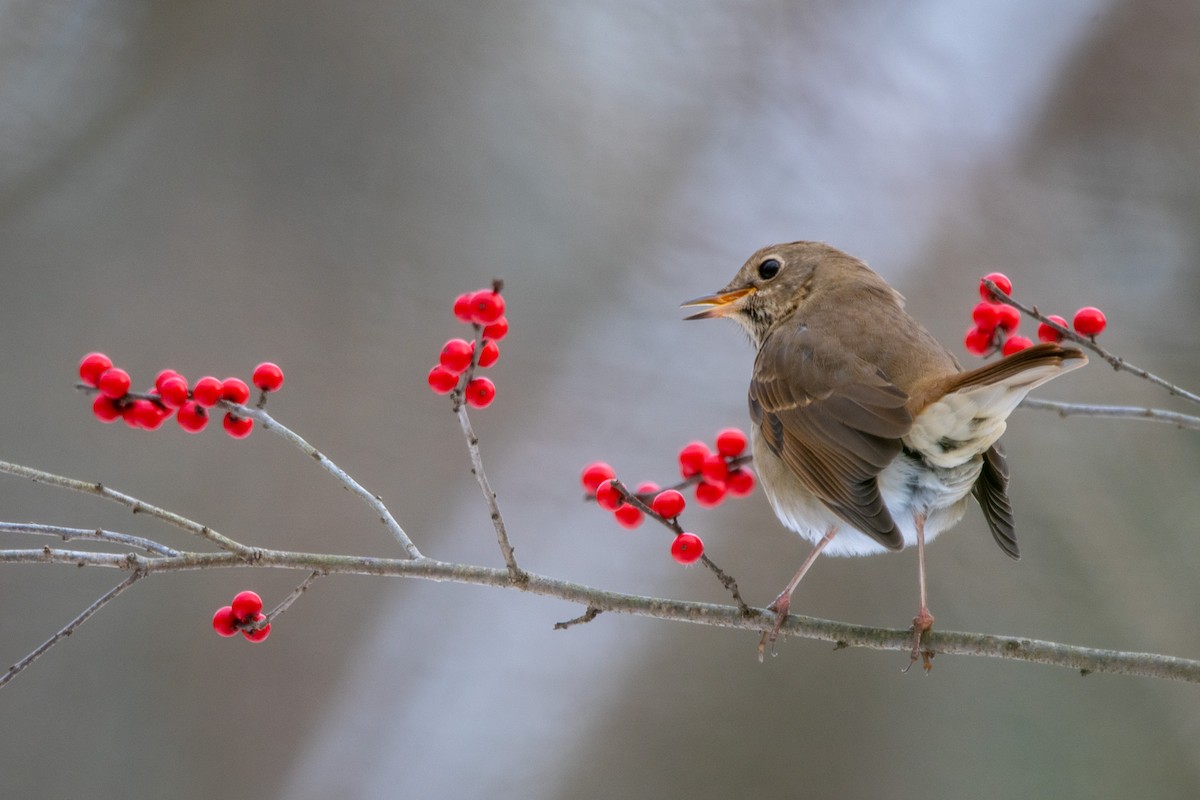 drozd rezavoocasý - ML646473310