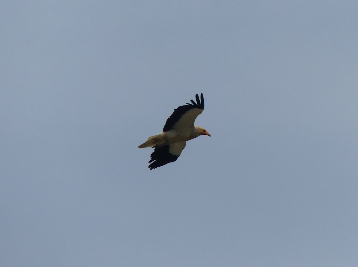 רחם מדברי - ML646473318