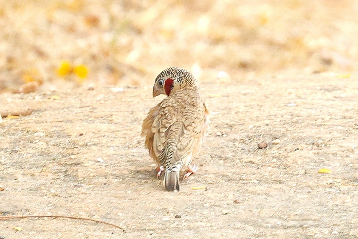 Cut-throat - ML646473320