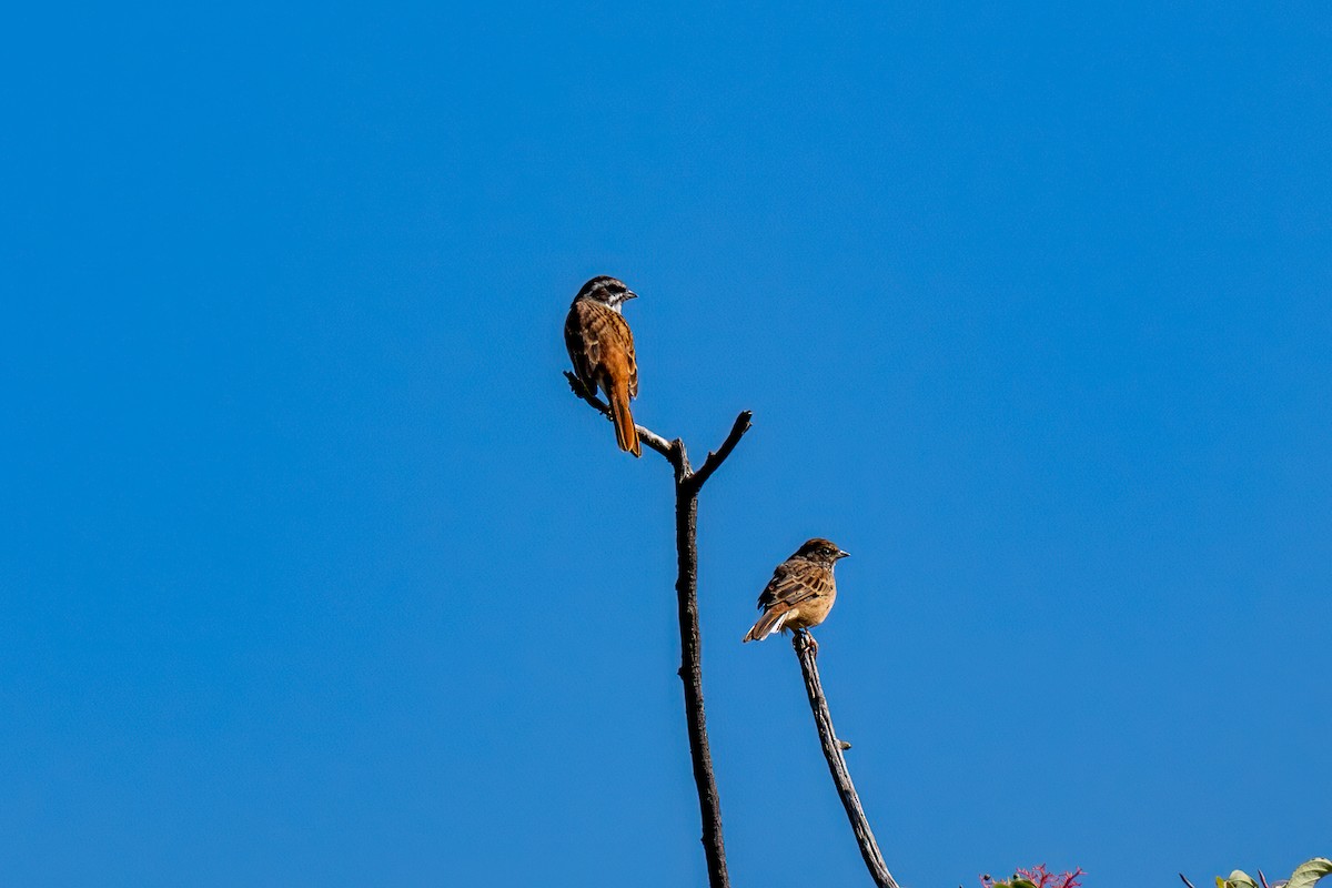 engspurv - ML646473321