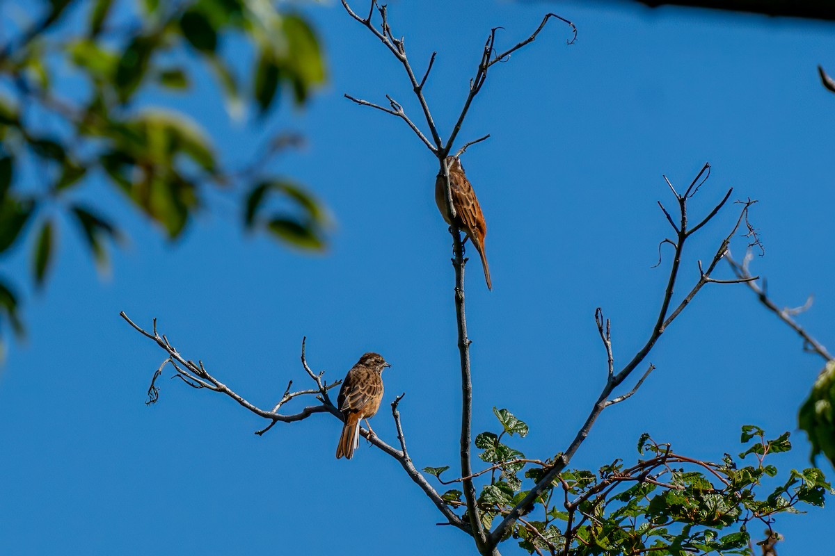 engspurv - ML646473322