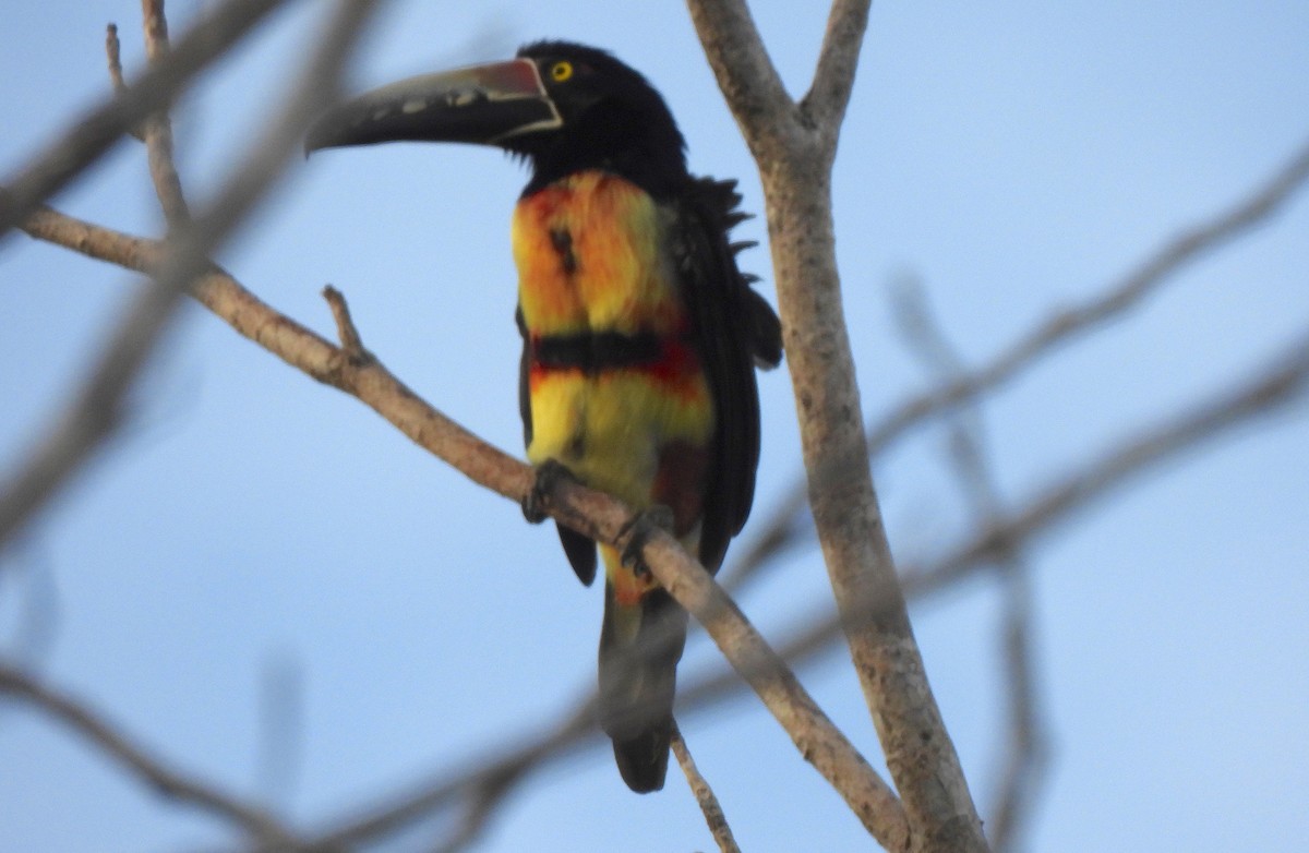 Collared Aracari - ML646473323