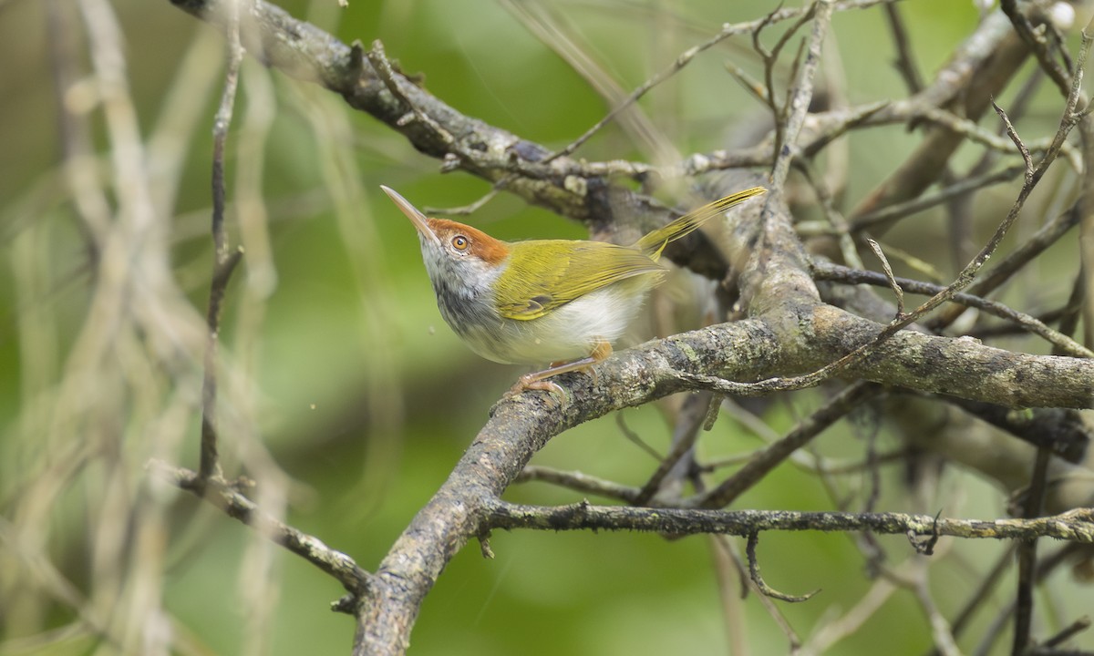 Couturière à col noir - ML646473325