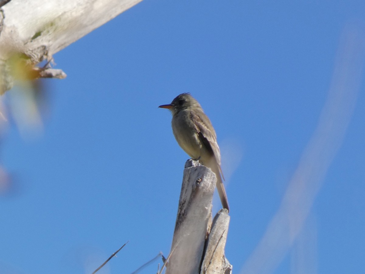 Greater Pewee - ML646473326