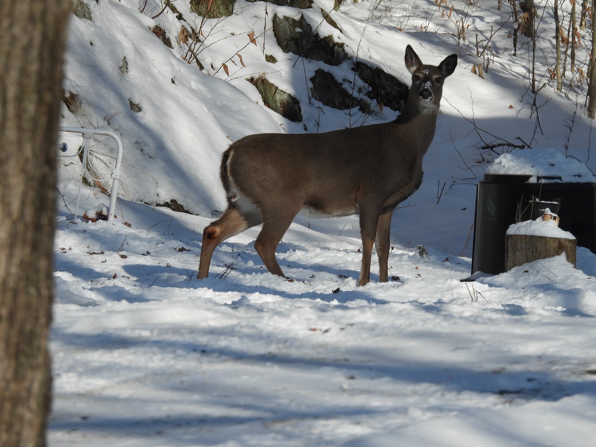 Animals - ML646473327