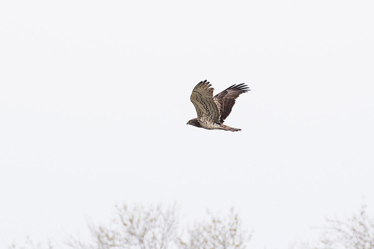 orlík krátkoprstý - ML646473339