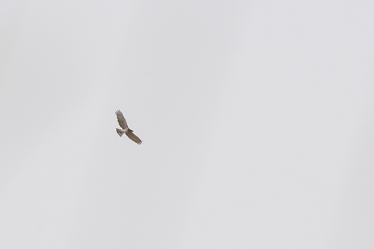 orlík krátkoprstý - ML646473340