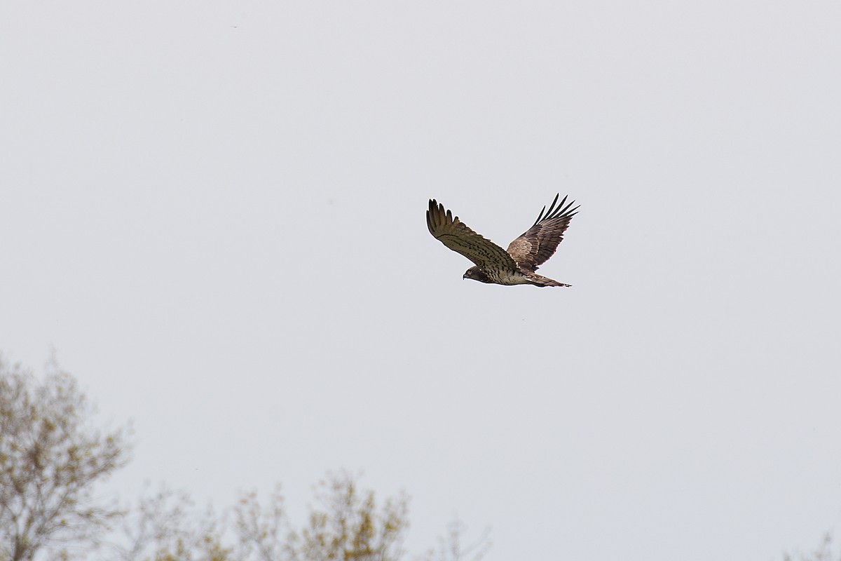 orlík krátkoprstý - ML646473341