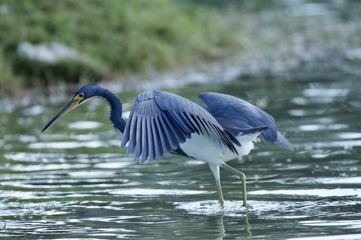 Tricolored Heron - ML646473342