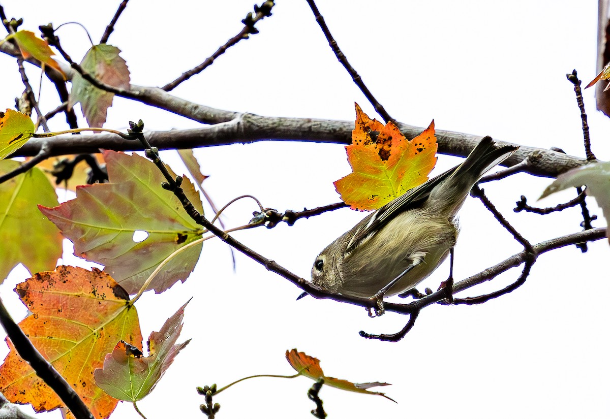 Ruby-crowned Kinglet - ML646473343