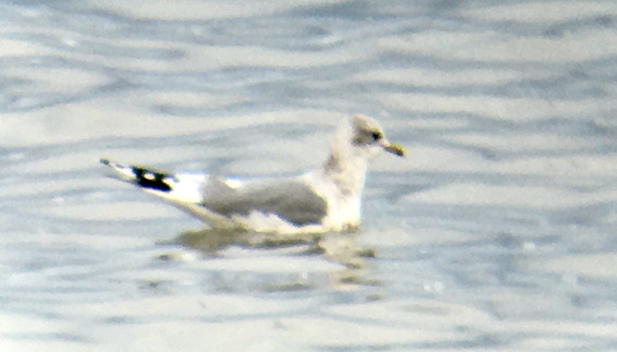 kortnebbmåke - ML646473345