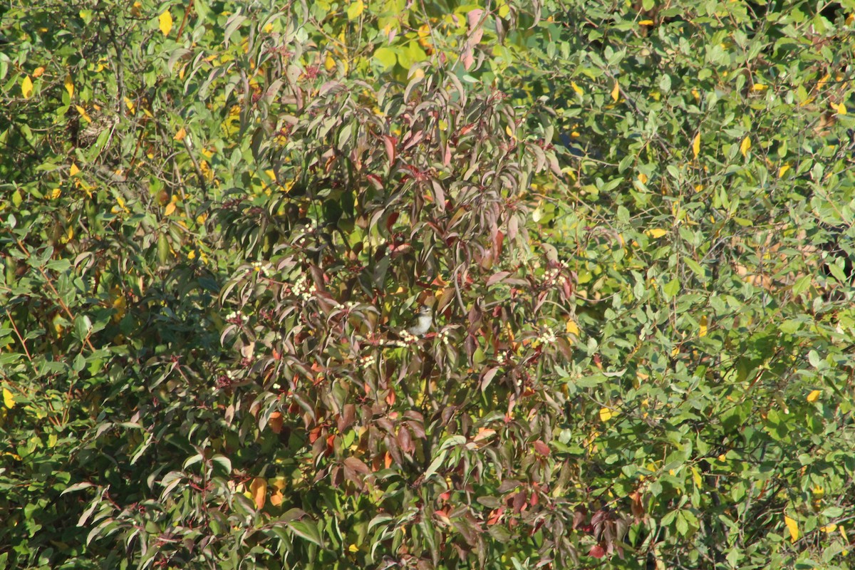 アカメモズモドキ - ML646473346