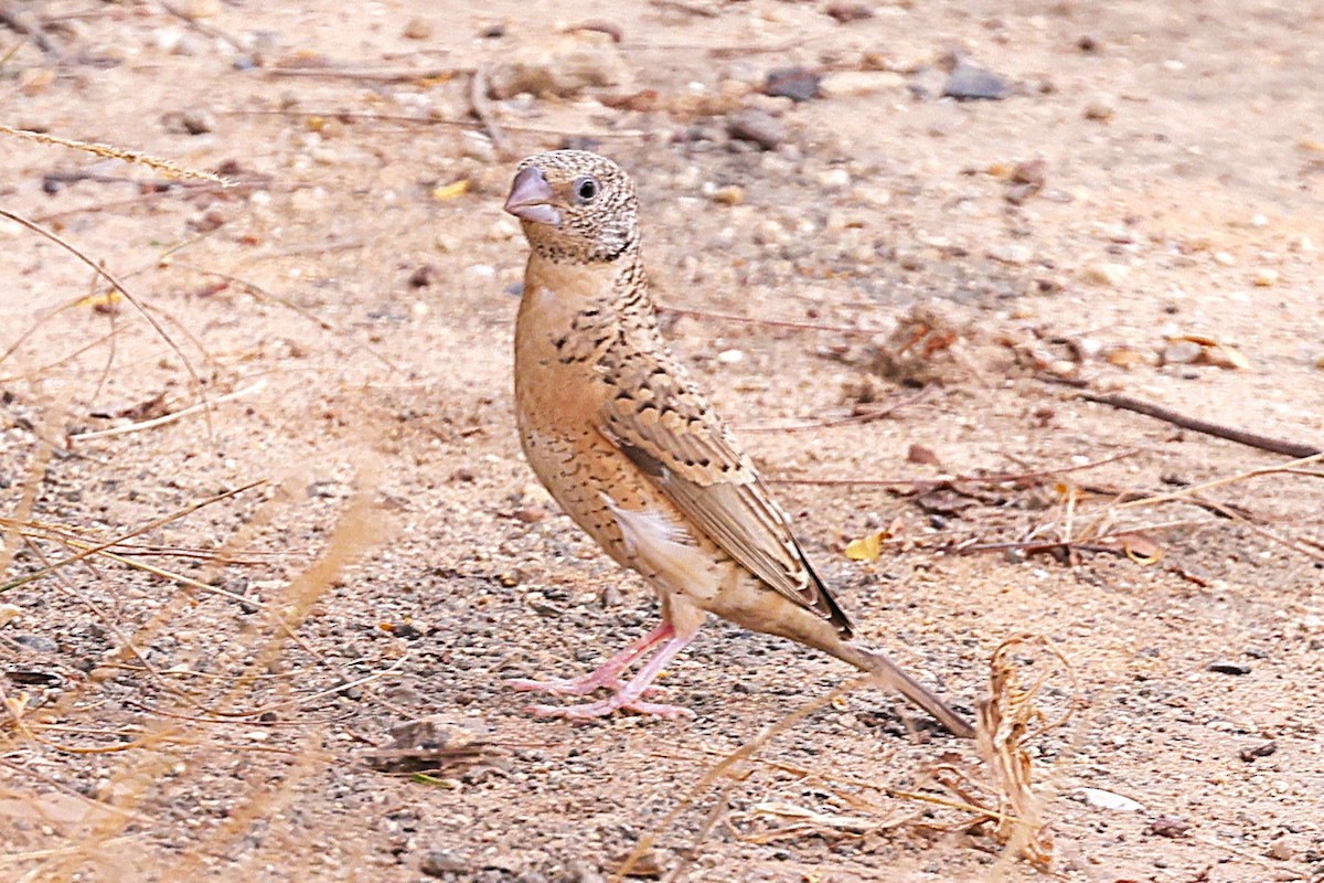 Cut-throat - ML646473350