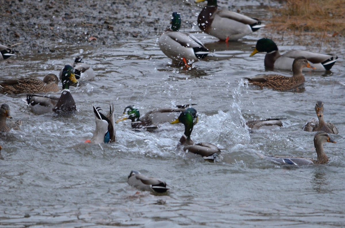 Ánade Azulón - ML646473352