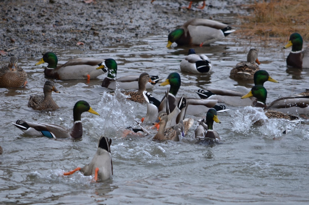 Ánade Azulón - ML646473353