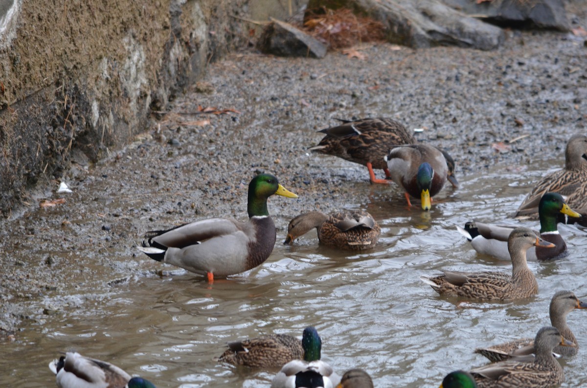 Ánade Azulón - ML646473354