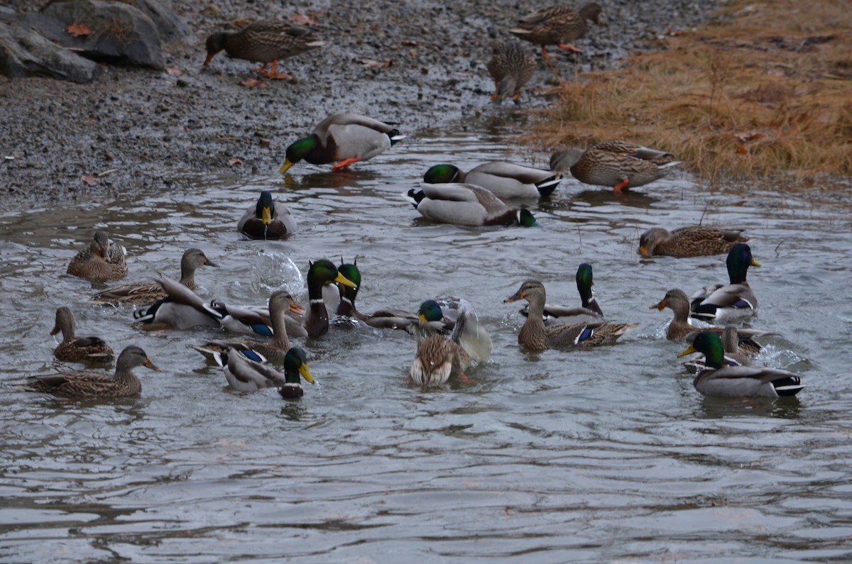 Ánade Azulón - ML646473355