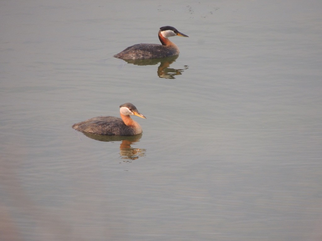 Буурал шунгуур - ML646473359