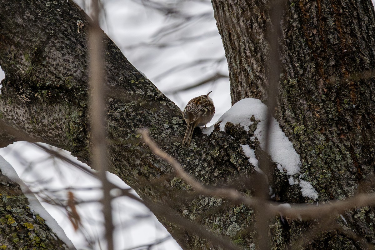 šoupálek americký - ML646473360