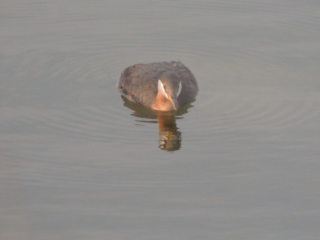 Буурал шунгуур - ML646473362