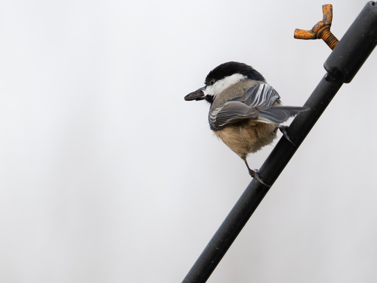 Black-capped Chickadee - ML646473363