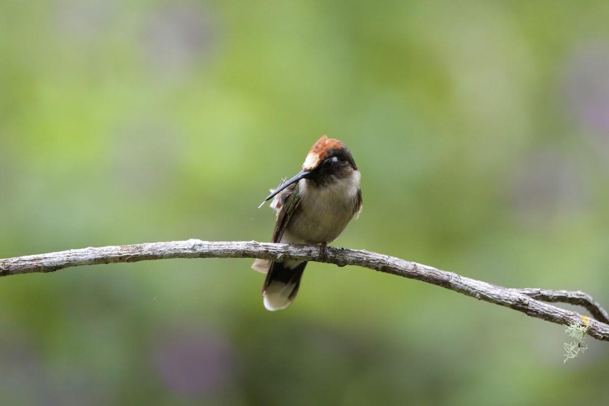 Tolima Blossomcrown - ML646473367