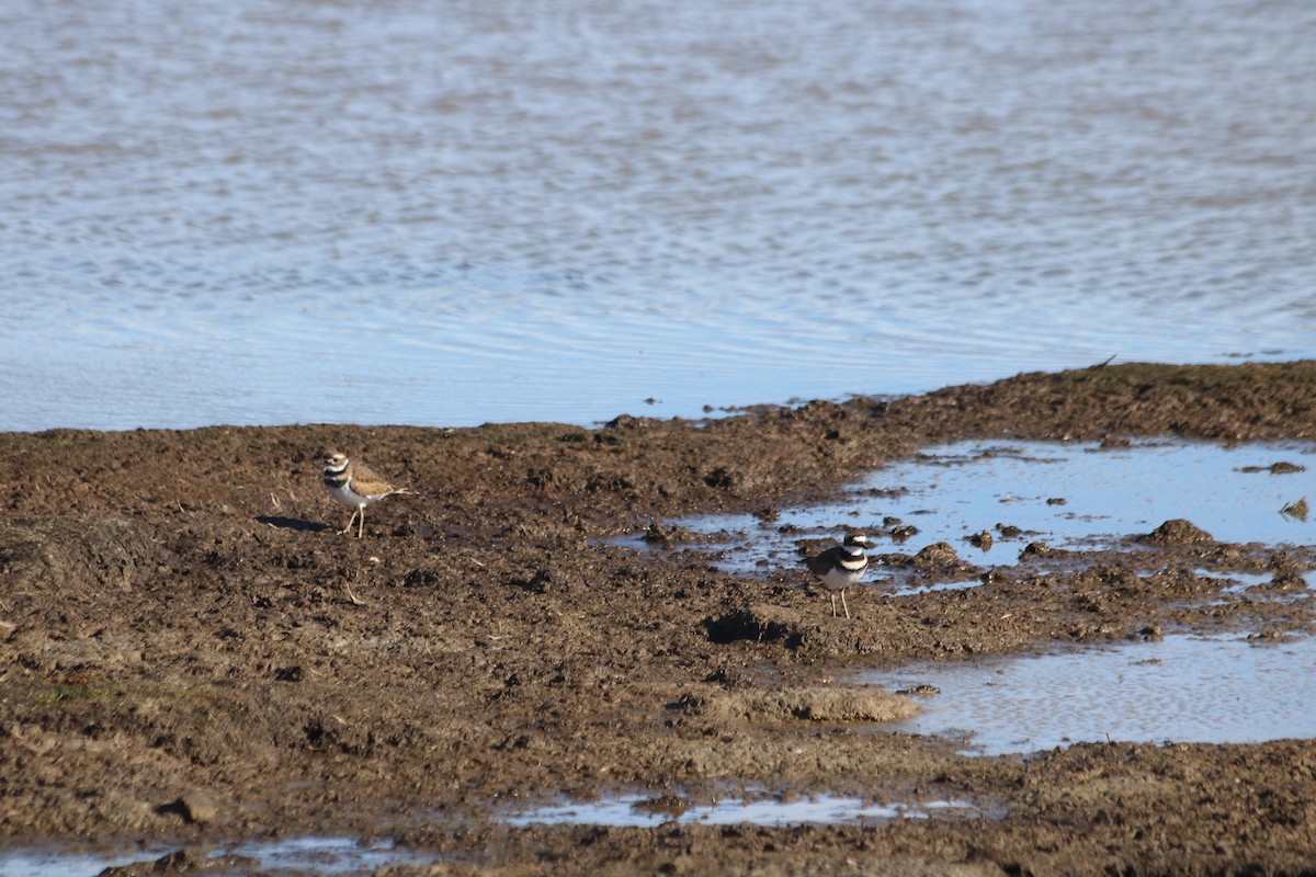 Killdeer - ML646473368