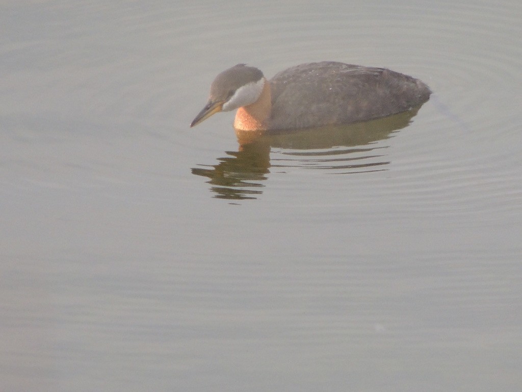 Буурал шунгуур - ML646473369