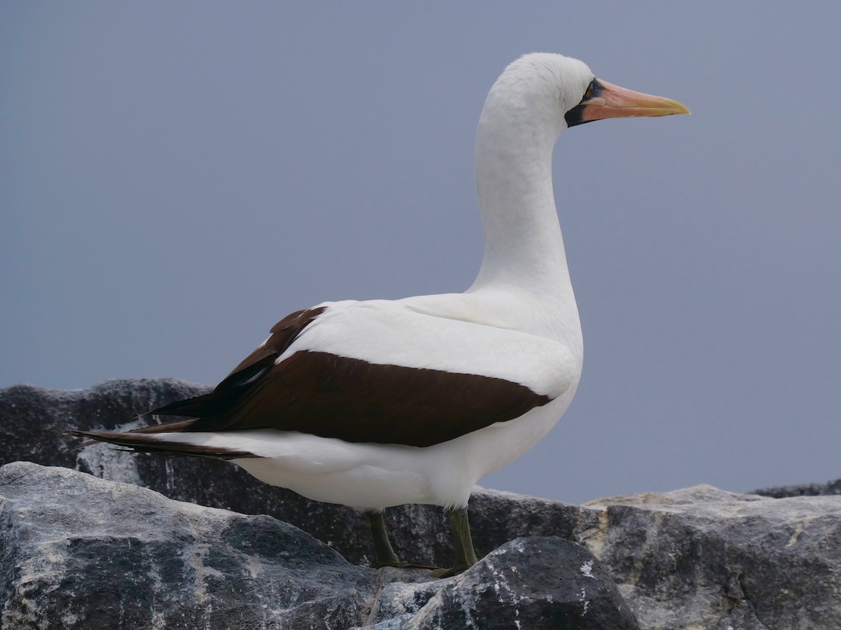 Nazca Booby - ML646473370