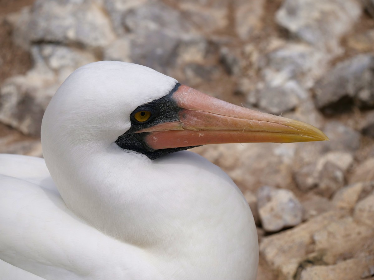 Nazca Booby - ML646473371
