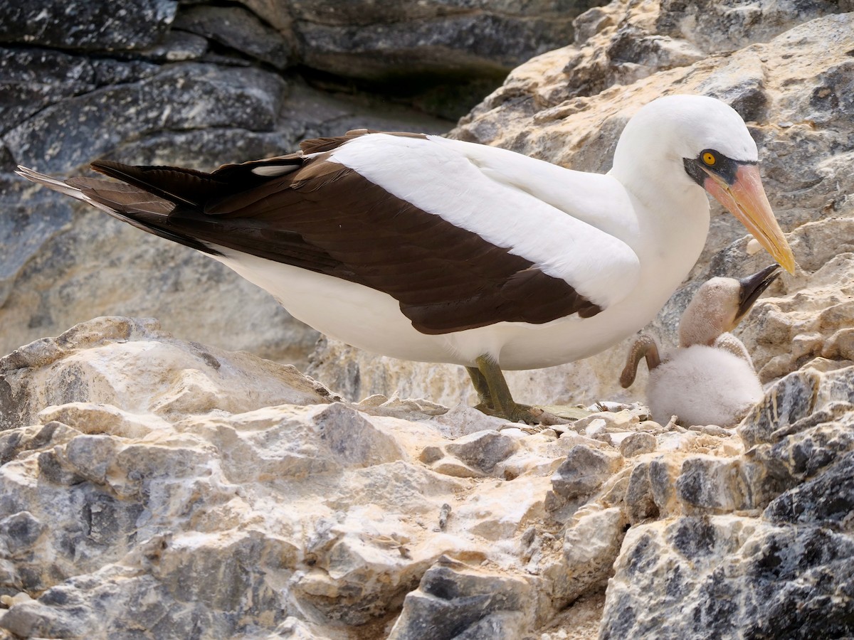 Nazca Booby - ML646473372