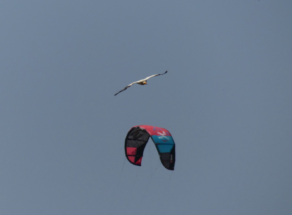 רחם מדברי - ML646473374