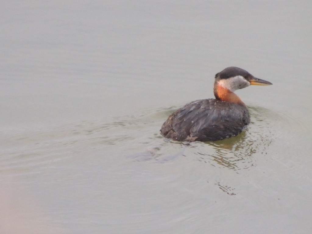 Буурал шунгуур - ML646473378