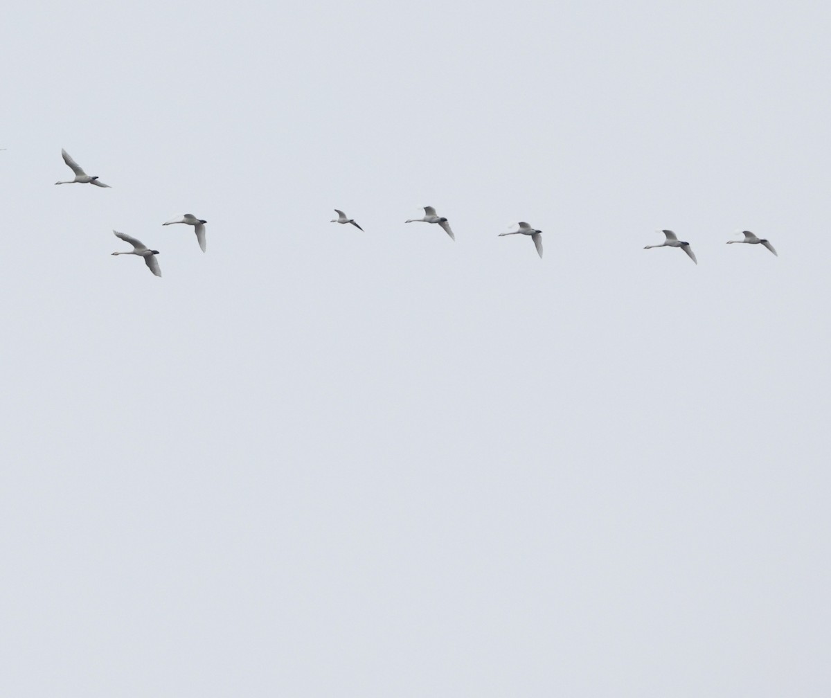 Snow Goose - ML646473379