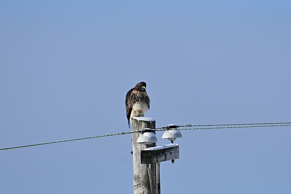 Red-tailed Hawk (abieticola) - ML646473380