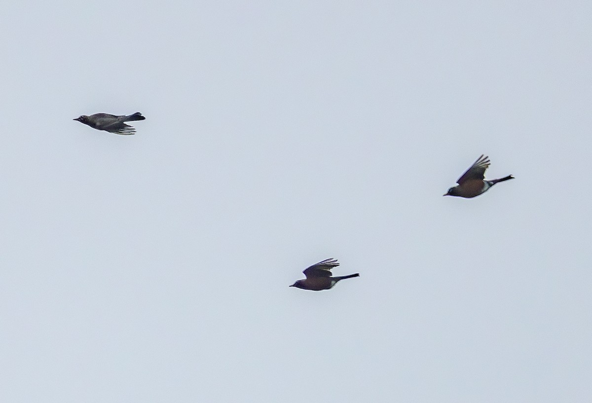 Merle d'Amérique - ML646473385