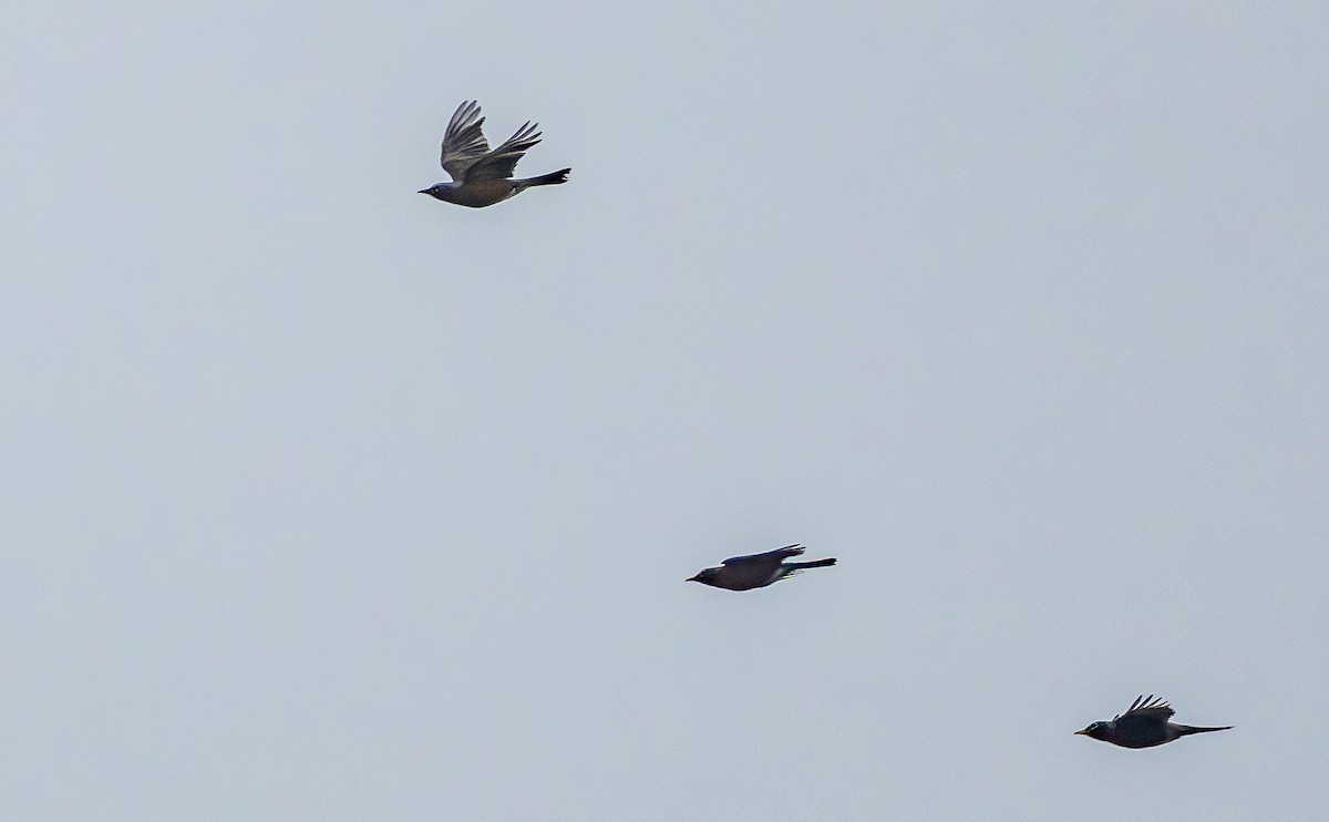 Merle d'Amérique - ML646473386