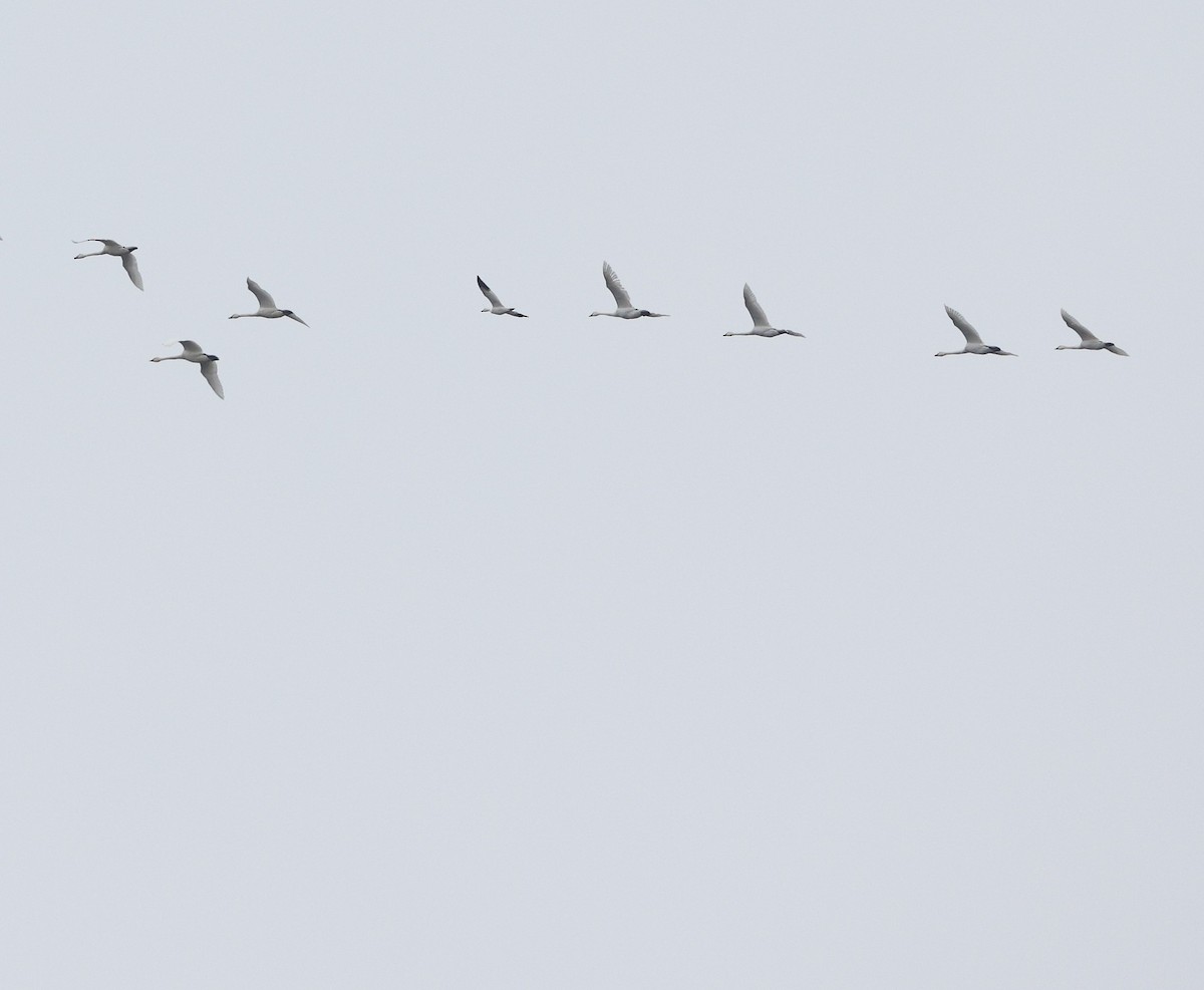 Snow Goose - ML646473387