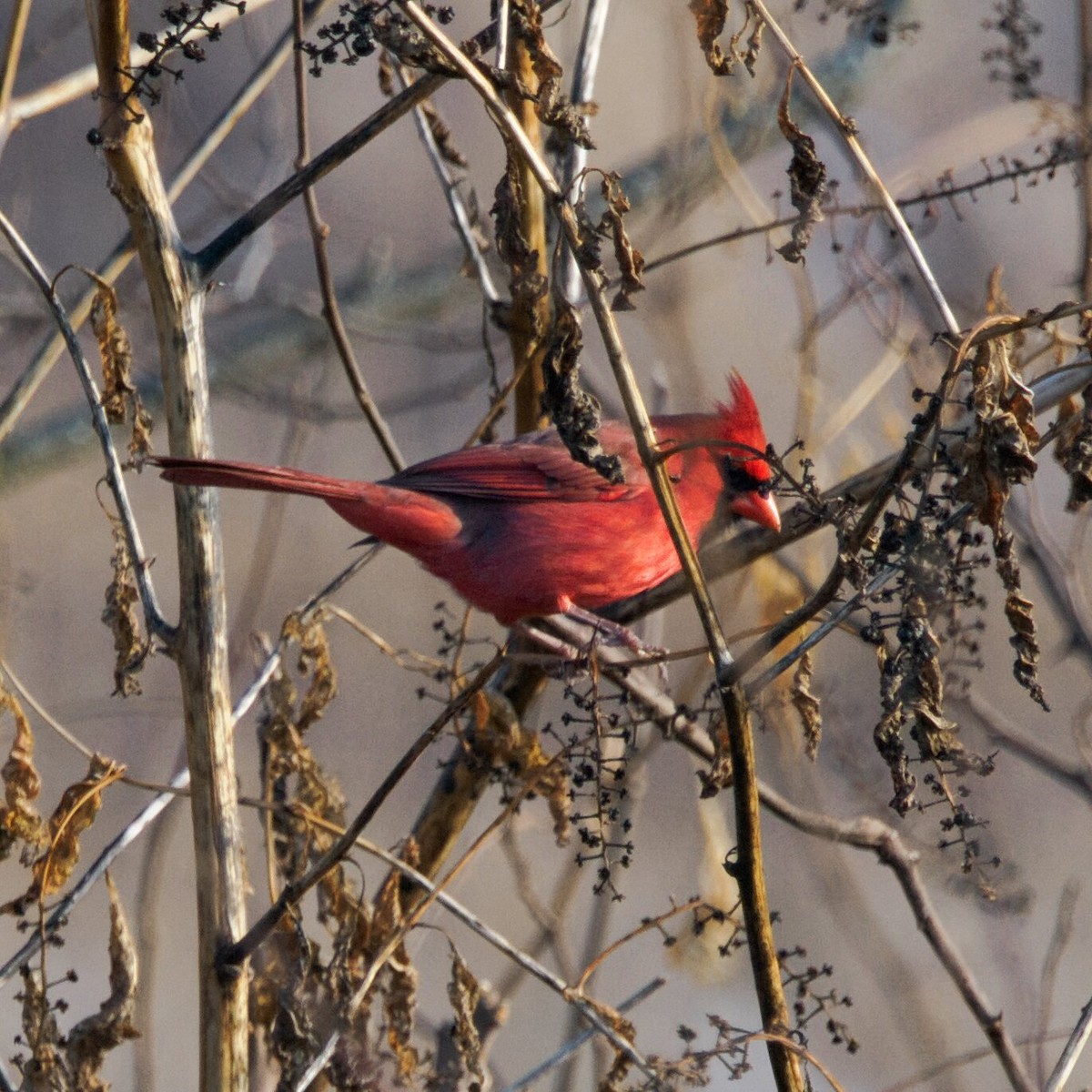 Northern Cardinal - ML646473388