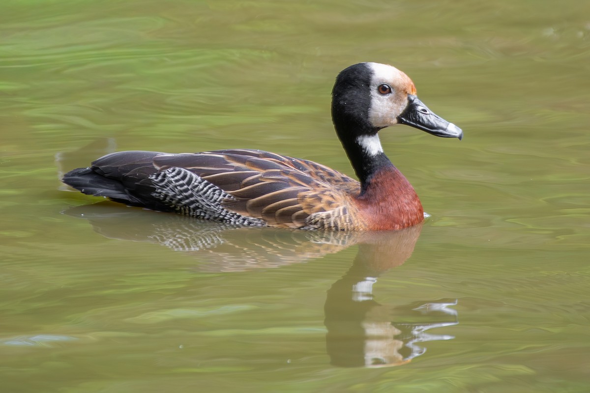 White-faced Whistling-Duck - ML646473389