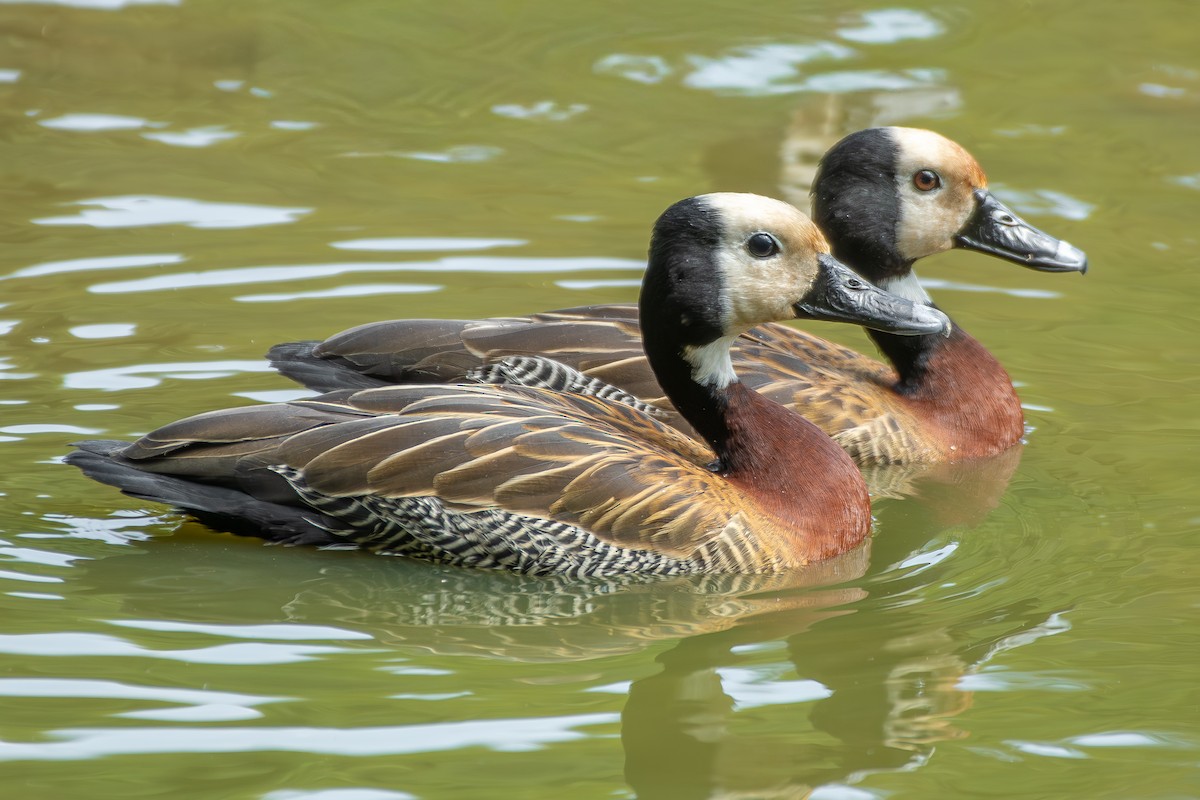 White-faced Whistling-Duck - ML646473390