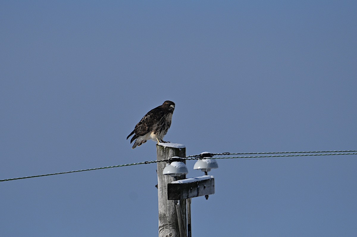 Red-tailed Hawk (abieticola) - ML646473391