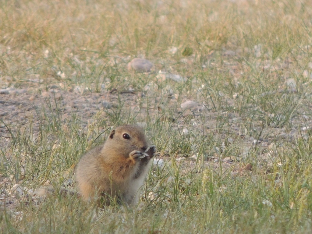 Richardson's Ground Squirrel - ML646473392