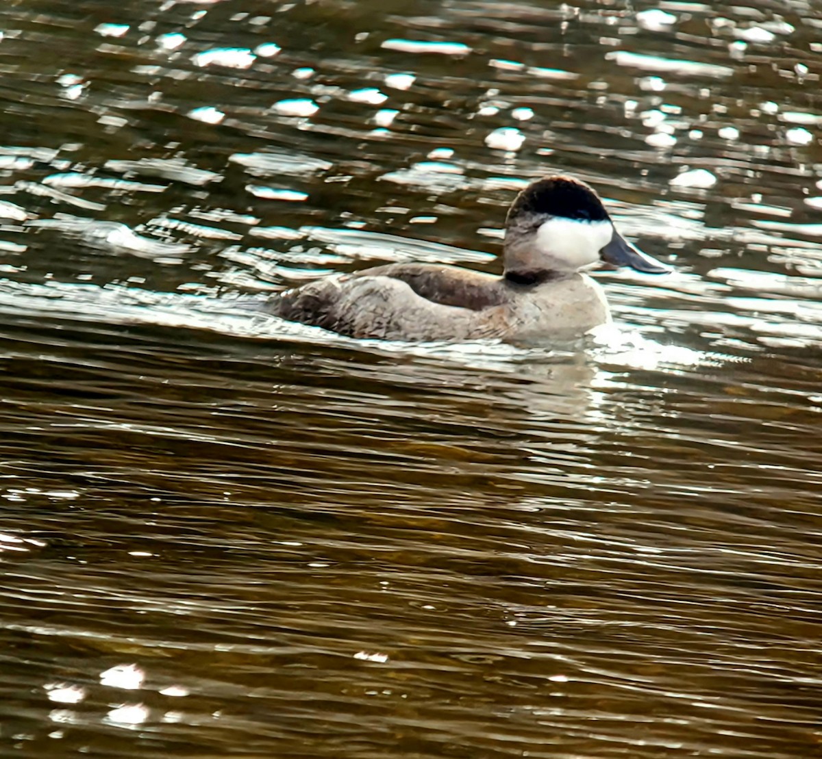 Ruddy Duck - ML646473393