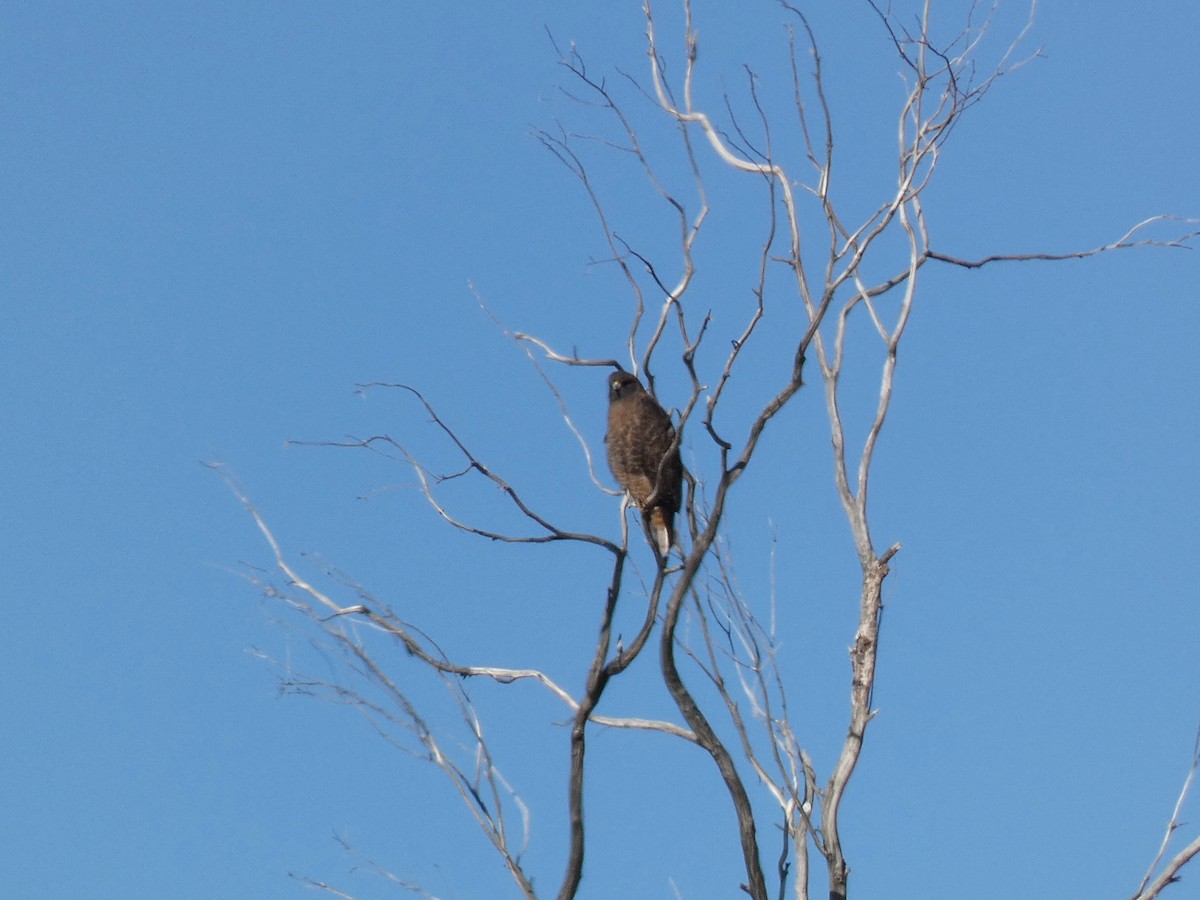 káně rudochvostá - ML646473396